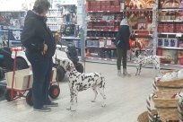 Fee Amilia vom Hause Fiedanu „Mia“